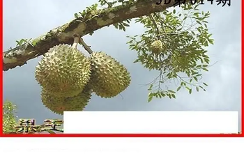 26014期: 白老3D杀码图版