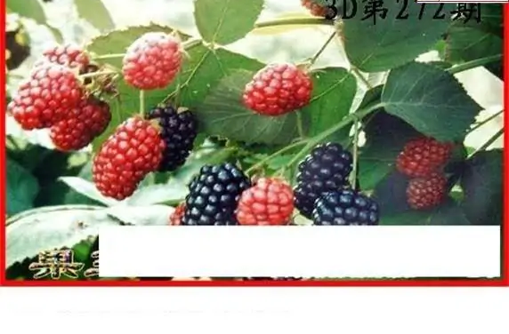 25272期: 白老3D杀码图版