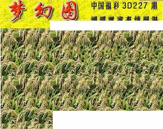 24227期: 3D蝴蝶世家蝴蝶彩图