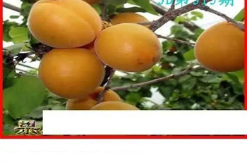 25315期: 白老3D杀码图版