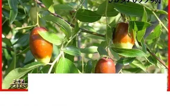 26099期: 白老3D杀码图版