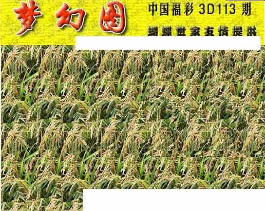 24113期: 3D蝴蝶世家蝴蝶彩图