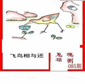 24085期: 白老3D杀码图版