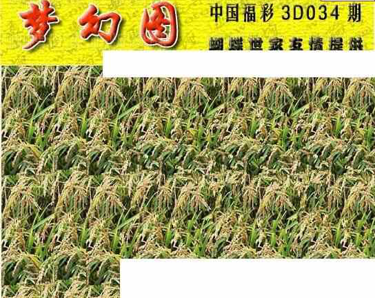 25034期: 3D蝴蝶世家蝴蝶彩图