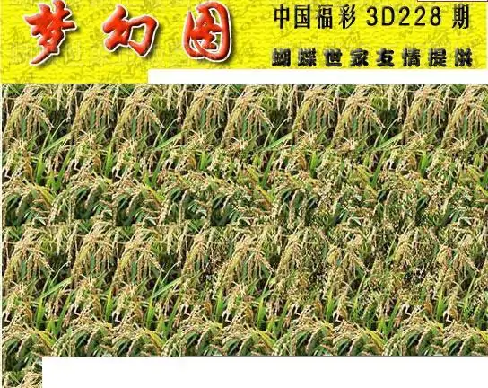 25228期: 3D蝴蝶世家蝴蝶彩图