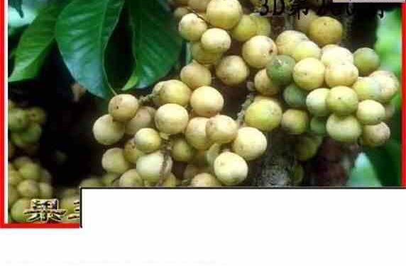 24260期: 白老3D杀码图版