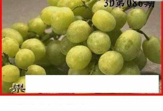 24086期: 白老3D杀码图版