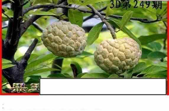 24249期: 白老3D杀码图版