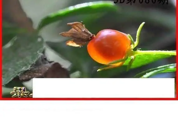 26080期: 白老3D杀码图版