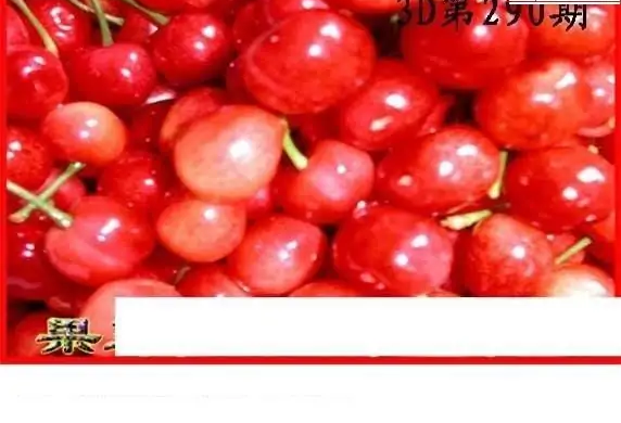 25290期: 白老3D杀码图版