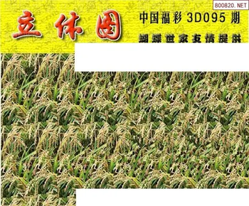 26095期: 3D蝴蝶世家蝴蝶彩图