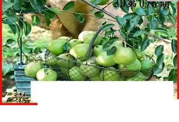 25076期: 白老3D杀码图版