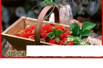 26050期: 白老3D杀码图版