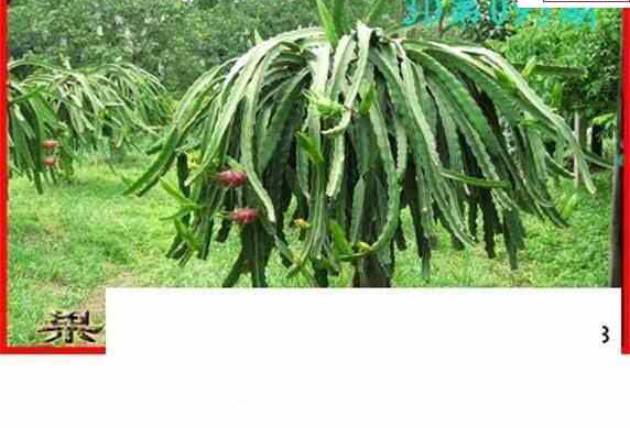 24095期: 白老3D杀码图版