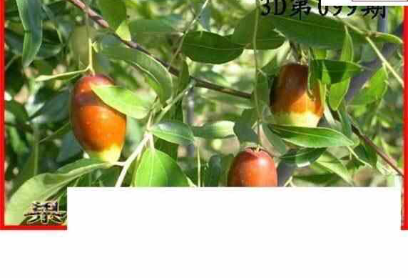 24099期: 白老3D杀码图版