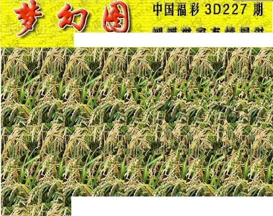 25227期: 3D蝴蝶世家蝴蝶彩图