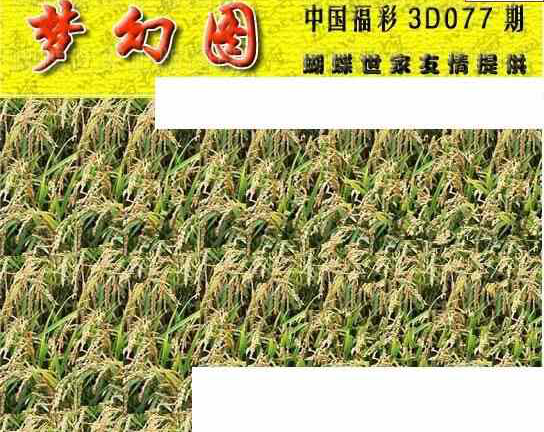 24077期: 3D蝴蝶世家蝴蝶彩图