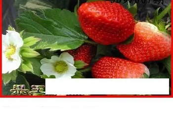 26007期: 白老3D杀码图版