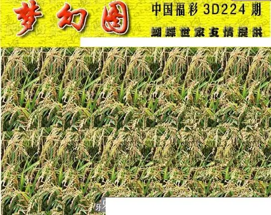 25224期: 3D蝴蝶世家蝴蝶彩图