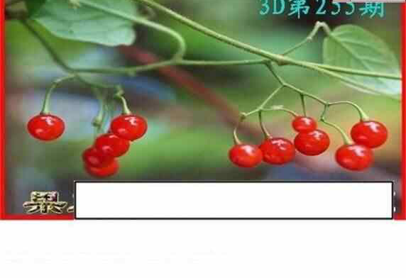 24255期: 白老3D杀码图版