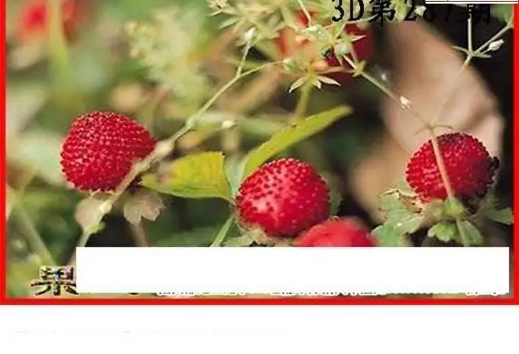 25287期: 白老3D杀码图版