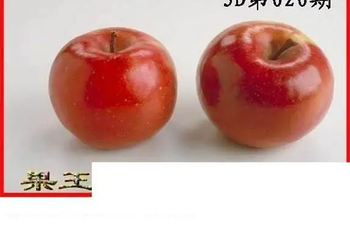 26020期: 白老3D杀码图版