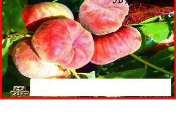 25316期: 白老3D杀码图版