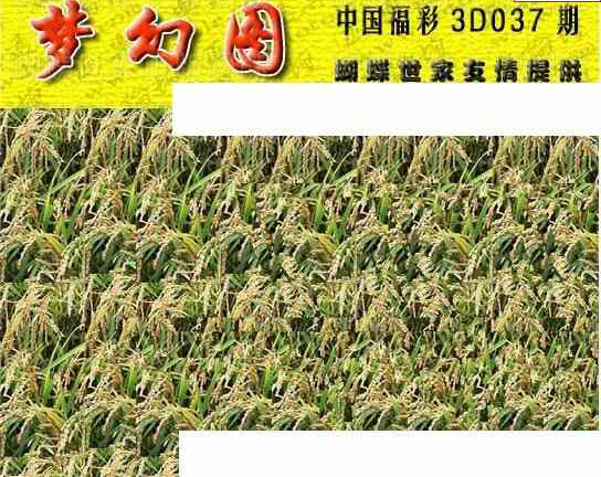 25037期: 3D蝴蝶世家蝴蝶彩图