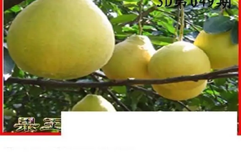 26049期: 白老3D杀码图版