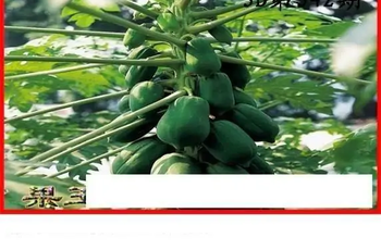 25342期: 白老3D杀码图版