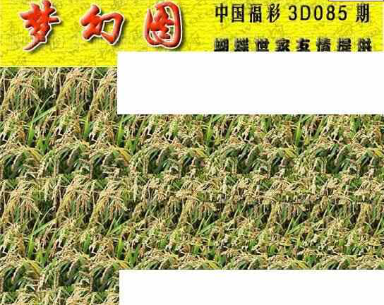 24085期: 3D蝴蝶世家蝴蝶彩图