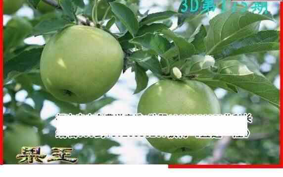 24175期: 白老3D杀码图版