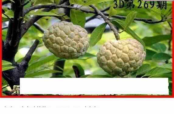 24269期: 白老3D杀码图版