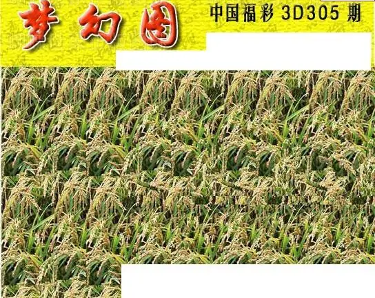 25305期: 3D蝴蝶世家蝴蝶彩图