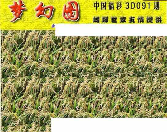 24091期: 3D蝴蝶世家蝴蝶彩图