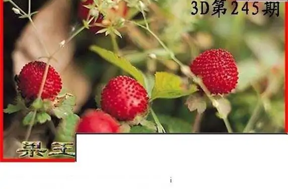 25245期: 白老3D杀码图版