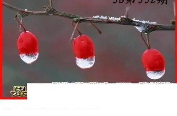 25332期: 白老3D杀码图版