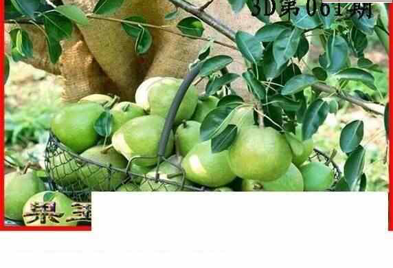 25061期: 白老3D杀码图版