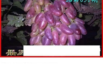 26051期: 白老3D杀码图版