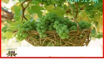 25323期: 白老3D杀码图版