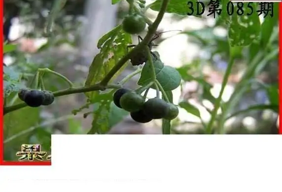 25085期: 白老3D杀码图版