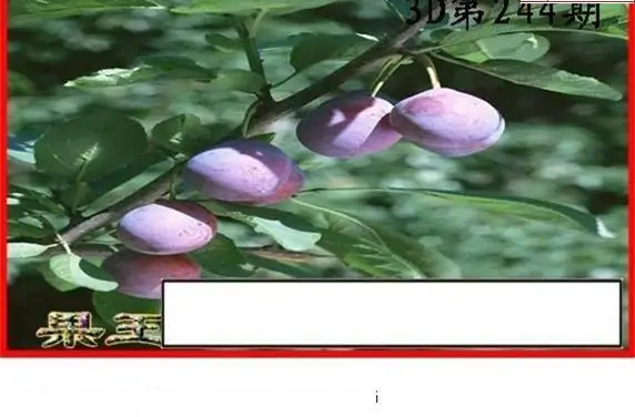 25244期: 白老3D杀码图版