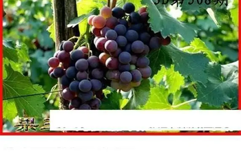 25308期: 白老3D杀码图版