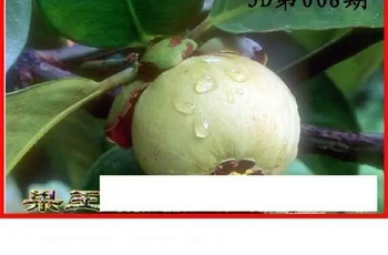 26008期: 白老3D杀码图版