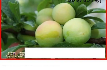 26059期: 白老3D杀码图版