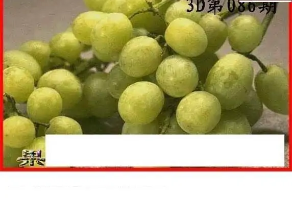 25086期: 白老3D杀码图版