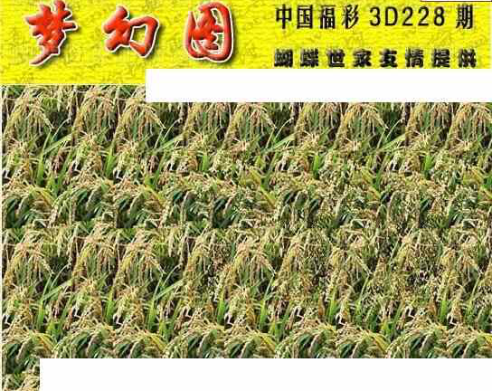 24228期: 3D蝴蝶世家蝴蝶彩图