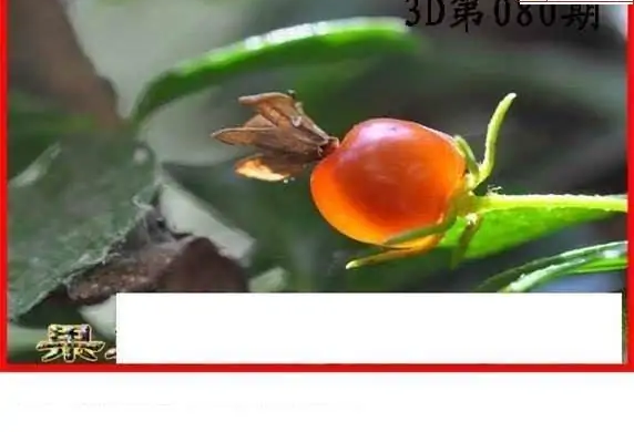 25080期: 白老3D杀码图版