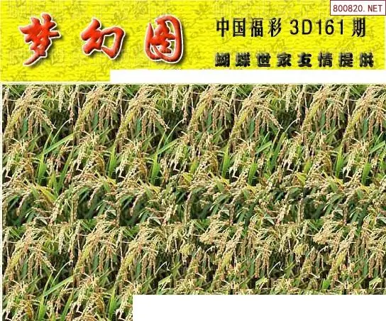 25161期: 3D蝴蝶世家蝴蝶彩图