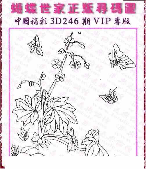 24246期: 3D蝴蝶世家蝴蝶彩图
